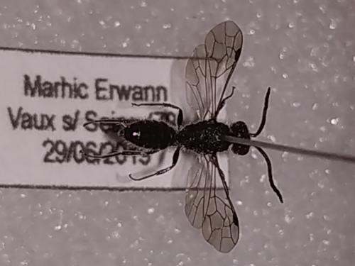 Réf. 237 999 : Myrmosa atra